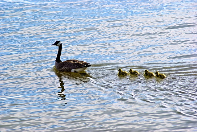 best state parks in Arkansas for camping - lake catherine state park