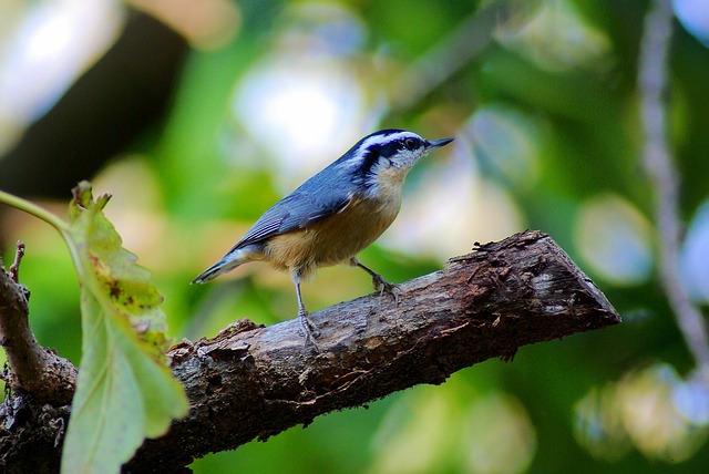 fun things to do in Fort Smith Arkansas - photo of a redbreasted nuthatch like at the Janet Huckabee Nature Center
