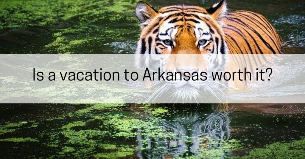 Is a vacation to Arkansas worth it? thumbnail image of tiger