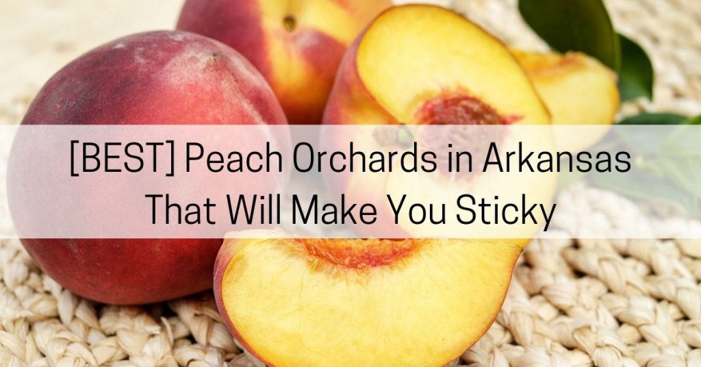 peach orchards in arkansas