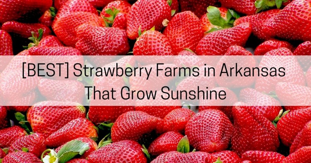 strawberry farms in arkansas