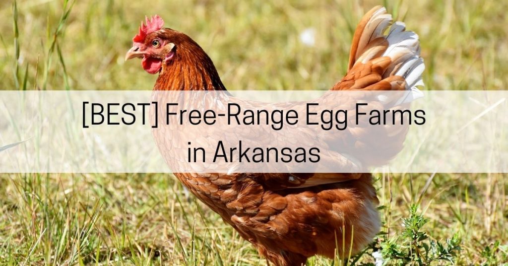 free range egg farms in arkansas
