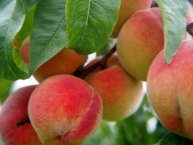 peach pickin paradise in arkansas