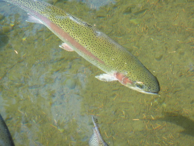 trout fishing in Arkansas