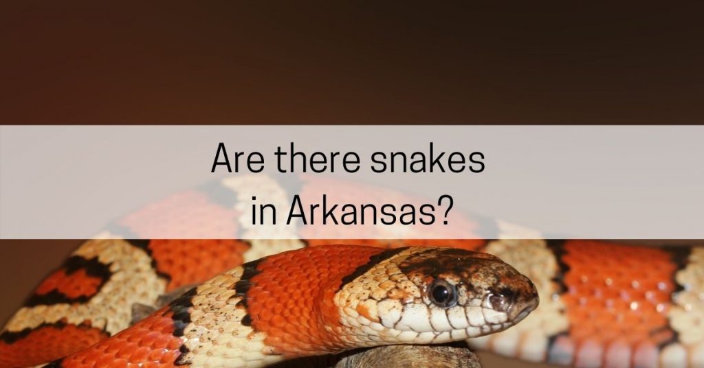 are there snakes in arkansas