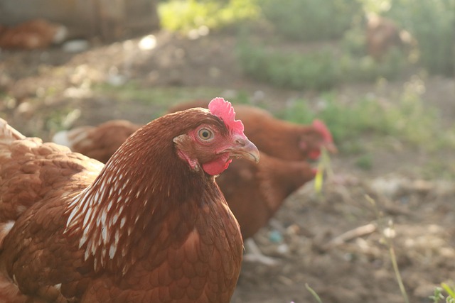 chicken houses smell bad in arkansas