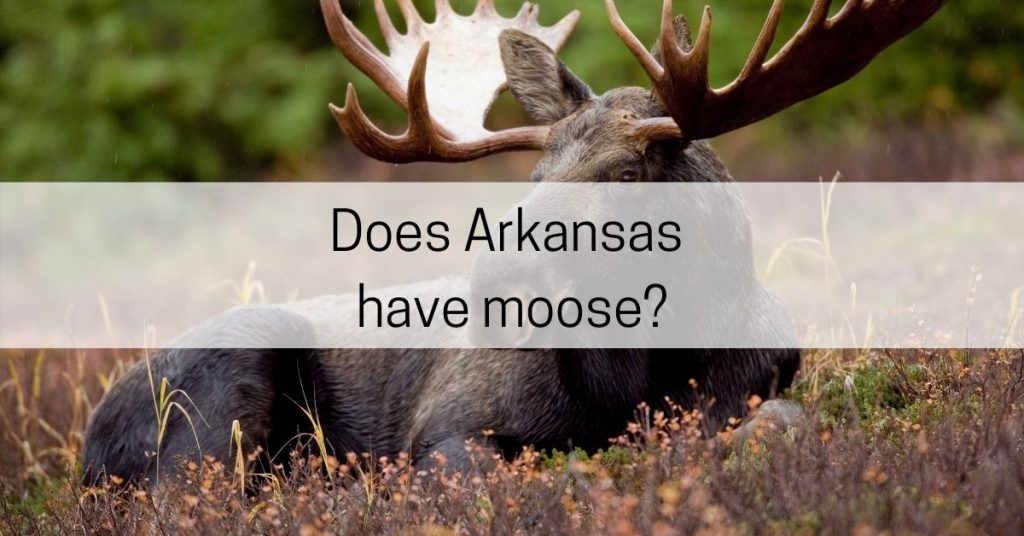 does arkansas have moose