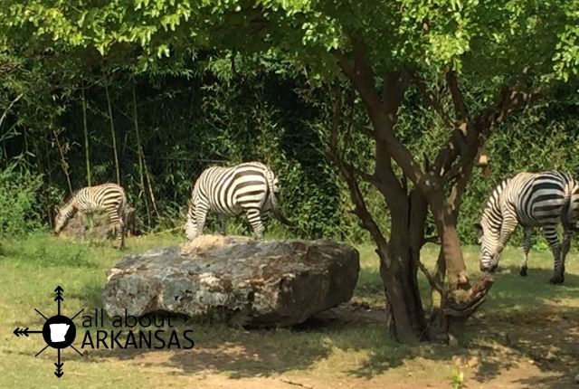 Little Rock zoo zebras AR