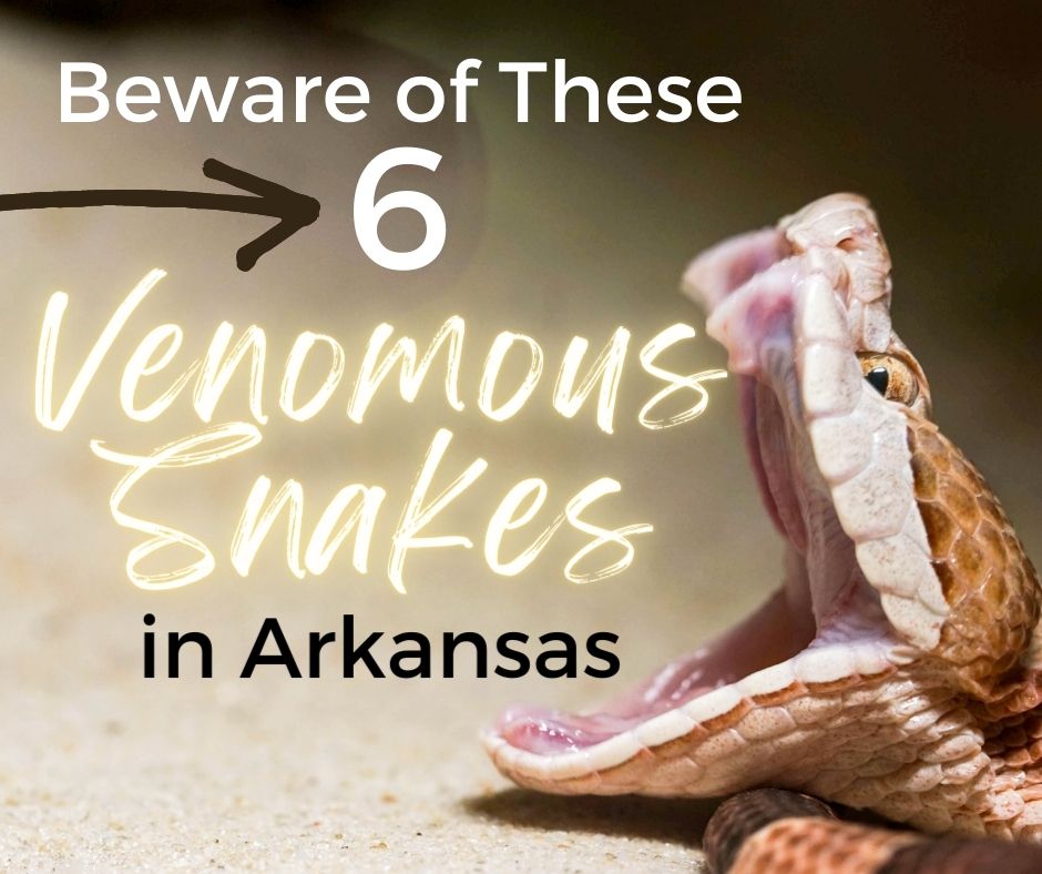 venomous snakes in Arkansas