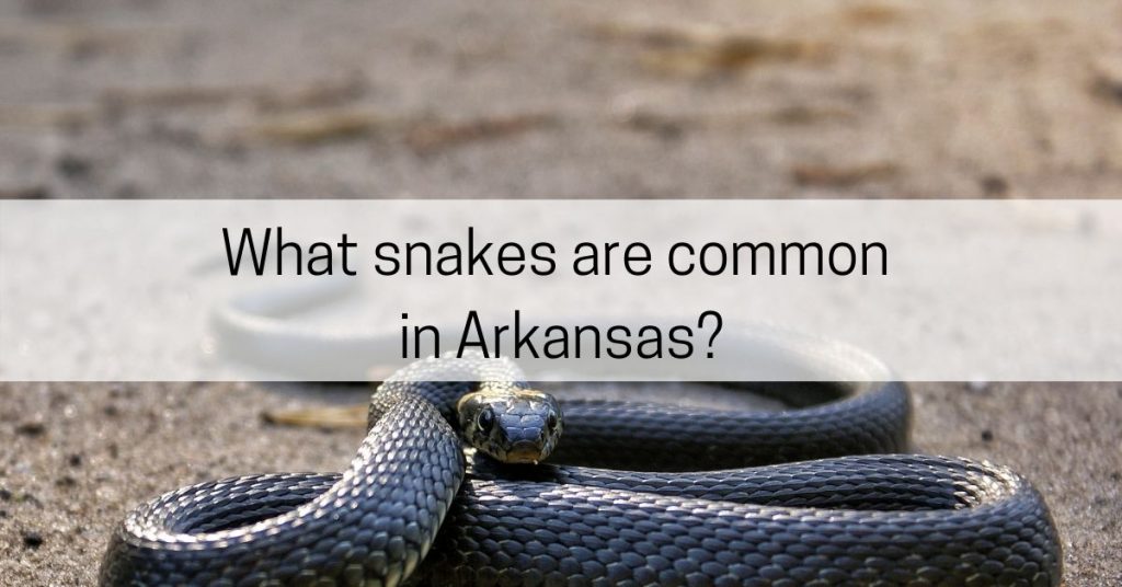what snakes are common in arkansas