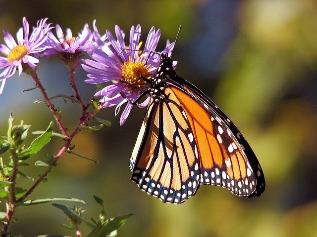 Arkansas insects: butterflies