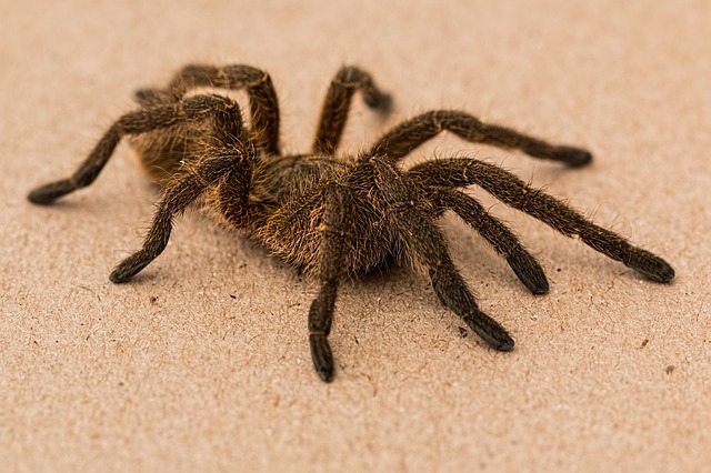 tarantula in Arkansas