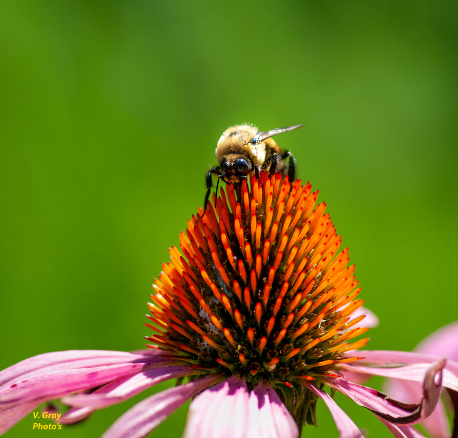 A happy Arkansas bee