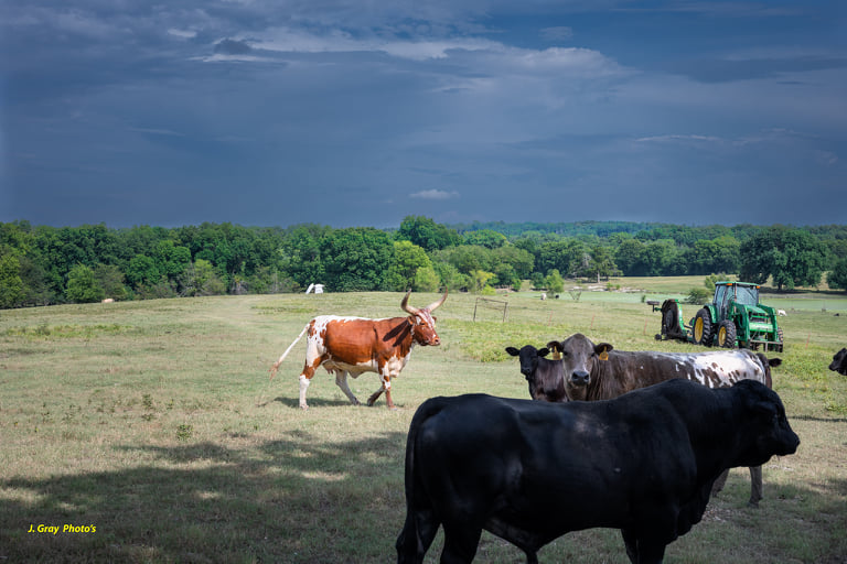 Arkansas beef farm