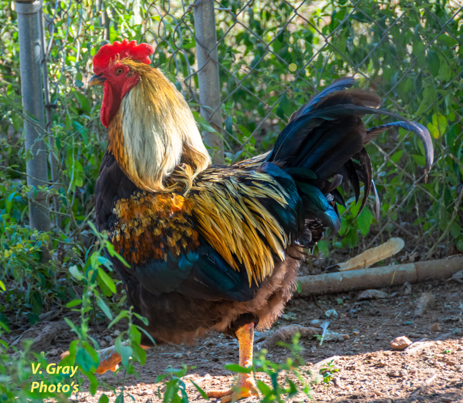Happy Arkansas rooster - Arkansas fresh eggs farms