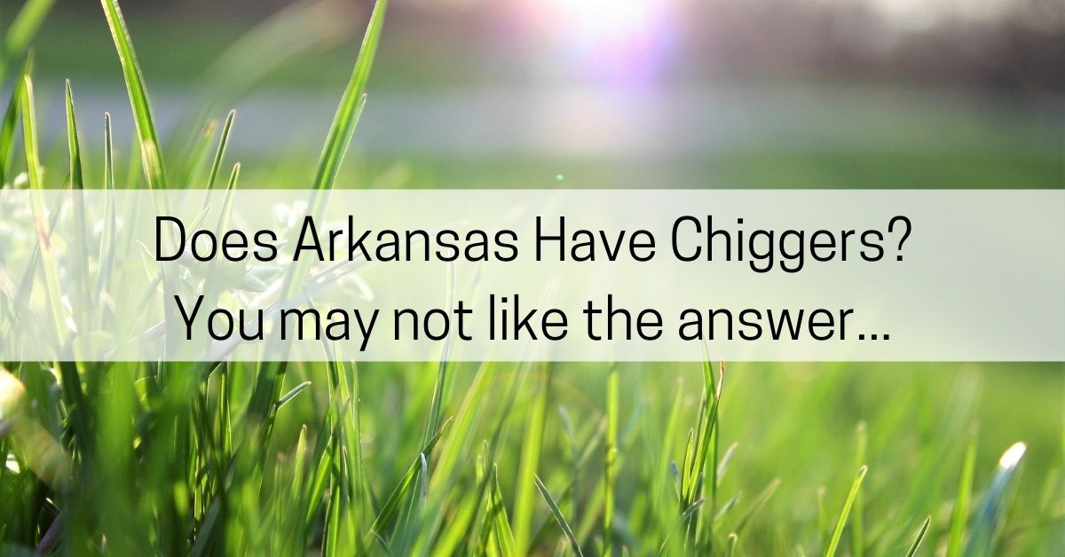 Arkansas chiggers