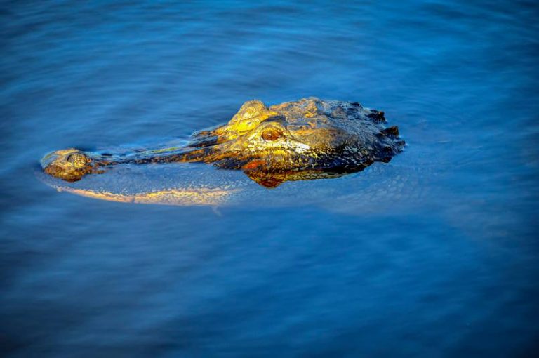 [INSANE ANSWER!] How Long Can Alligators Stay Underwater? All About