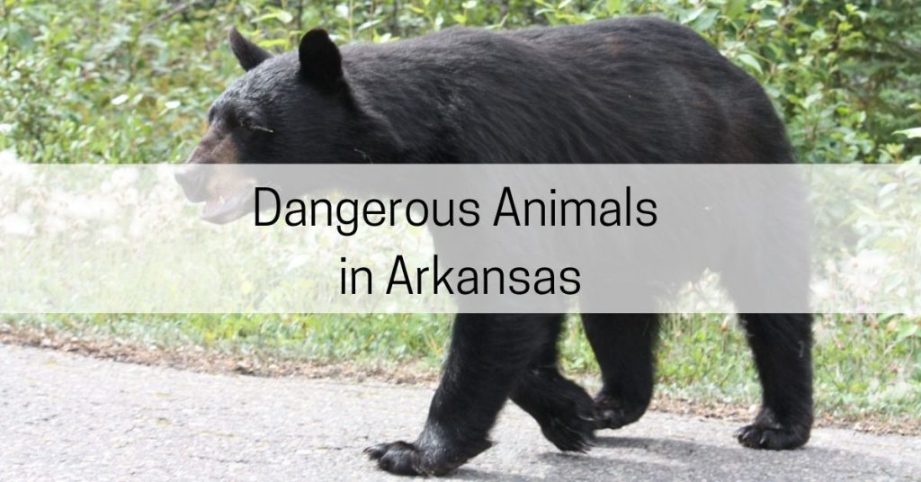 dangerous animals in arkansas