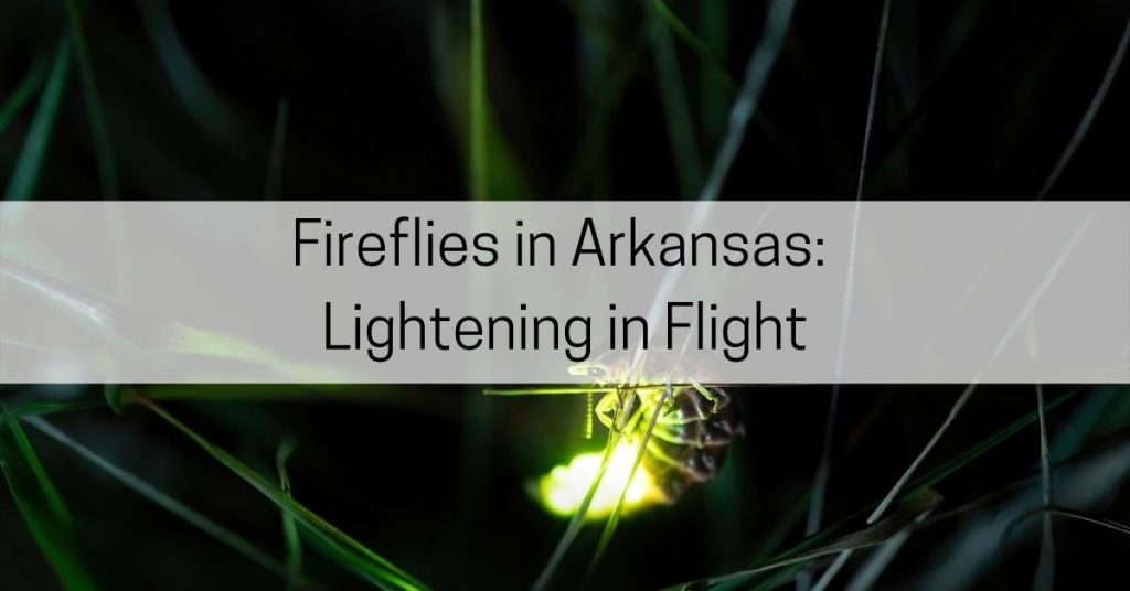 Arkansas fireflies