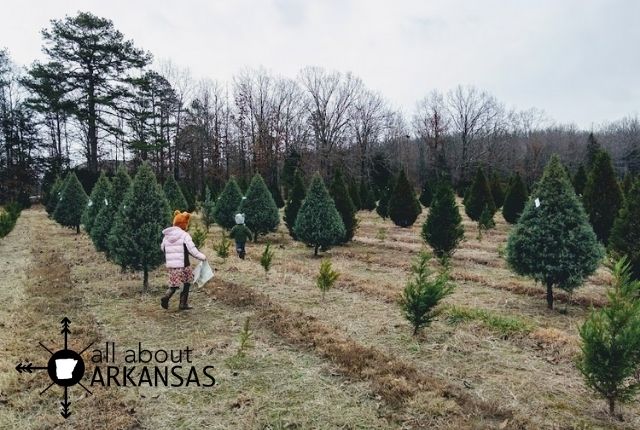 Geisler's Holiday Forest Christmas Tree Farm