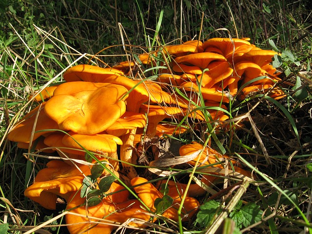 Omphalotus illudens poisonous Arkansas mushroom