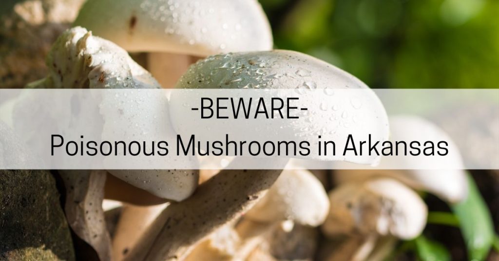 poisonous mushrooms in arkansas