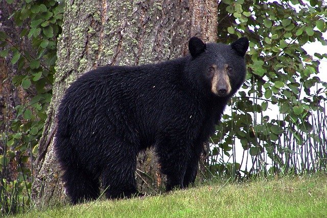 In Arkansas, where do black bears hibernate?