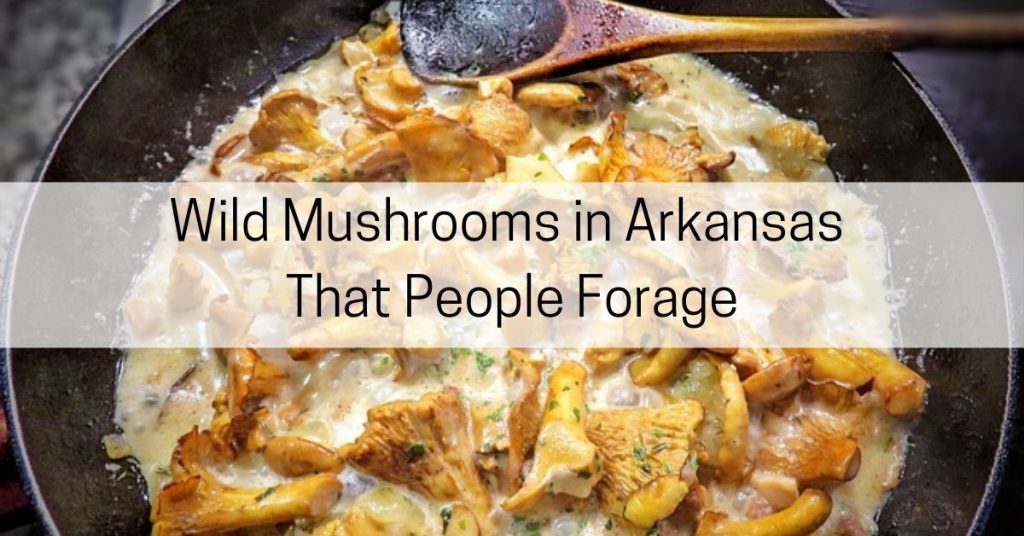 mushrooms to forage in Arkansas