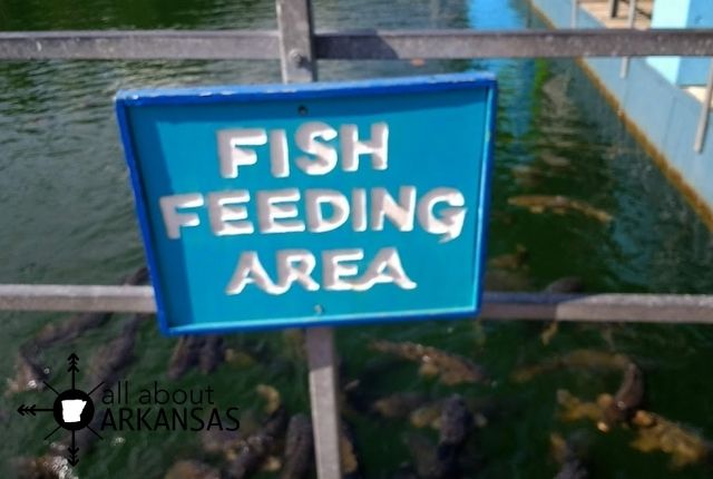 Fish feeding area at the Fairfield Bay Marina