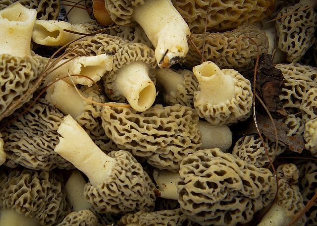 The morel mushroom is a wild edible mushroom in Arkansas