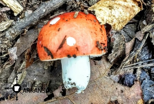 red Arkansas mushroom found in the woods
