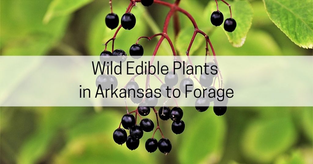 wild edible plants Arkansas forage