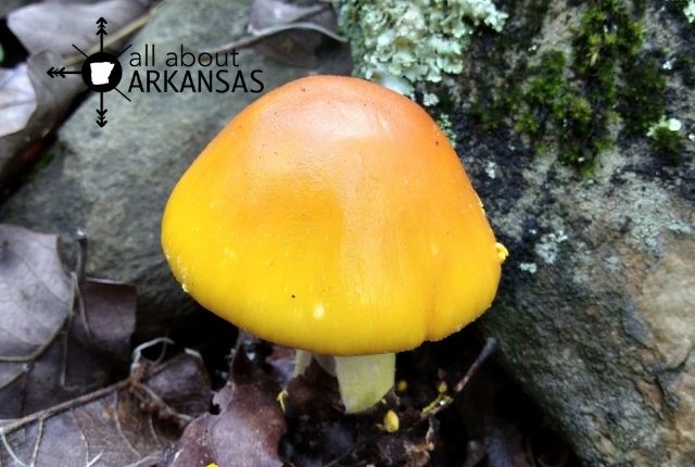 yellow Arkansas mushroom