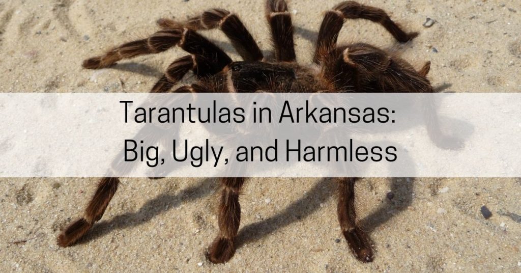 Tarantulas in Arkansas
