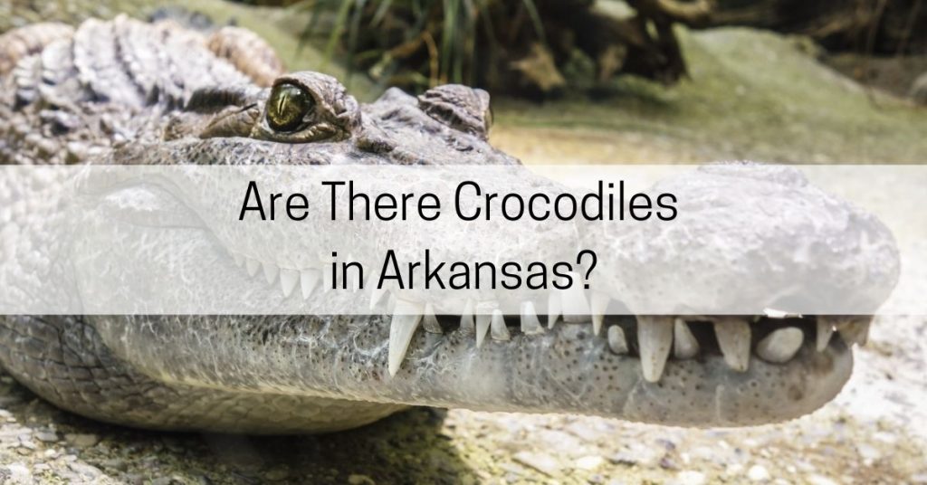 crocodiles in arkansas