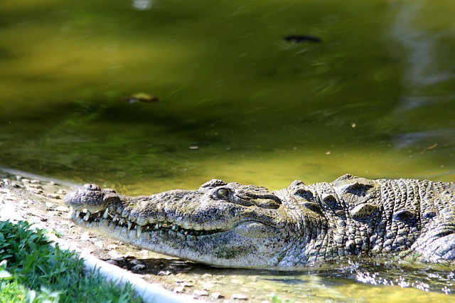 Crocodiles in Arkansas - we don't have them!