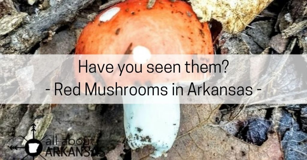 red mushrooms arkansas