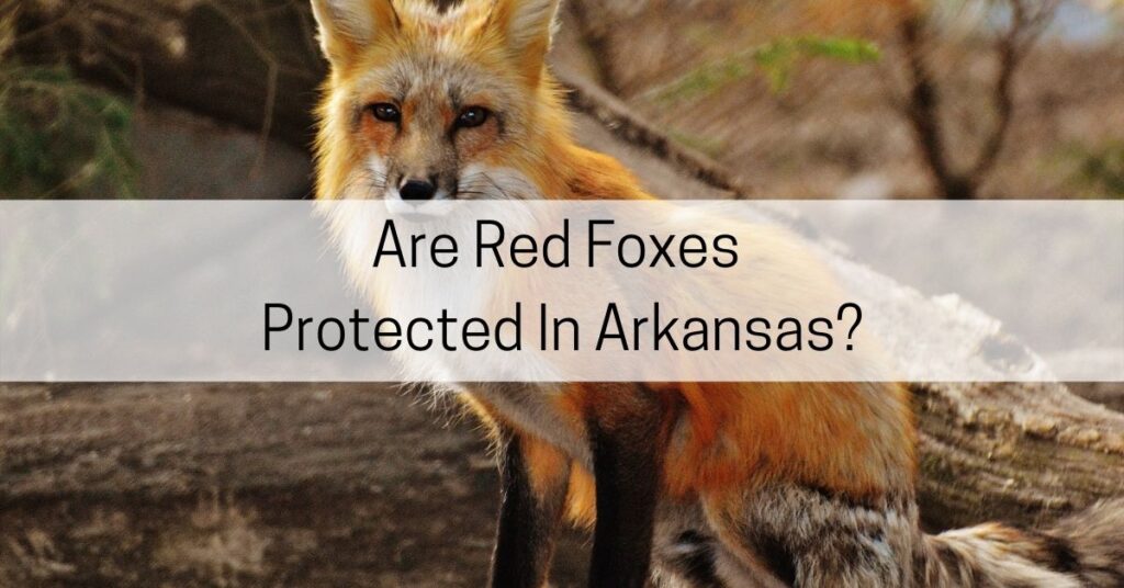 Are Red Foxes Protected In Arkansas?