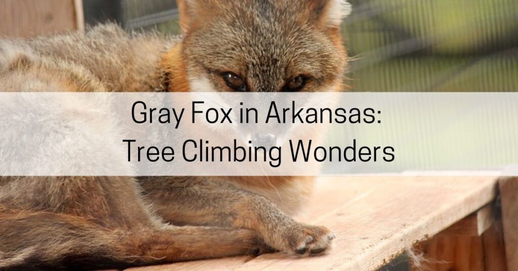 gray fox arkansas