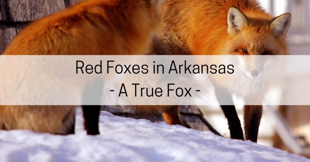 red foxes in Arkansas