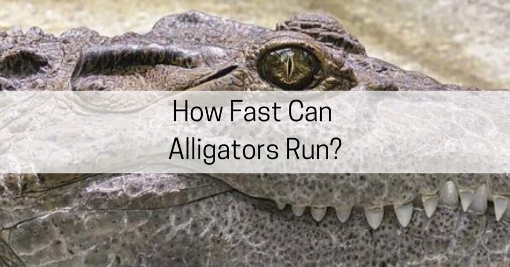 how fast can alligators run