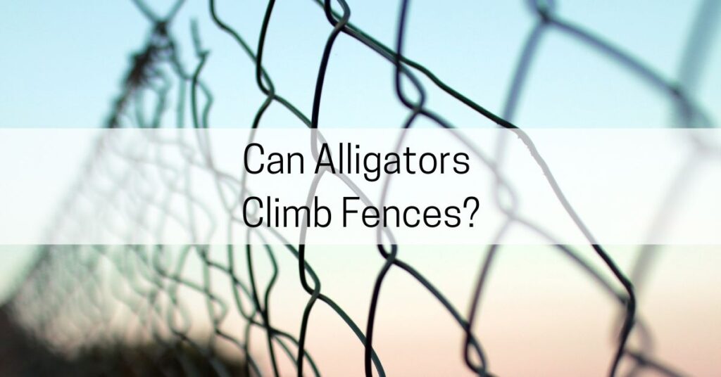 Can Alligators Climb Fences