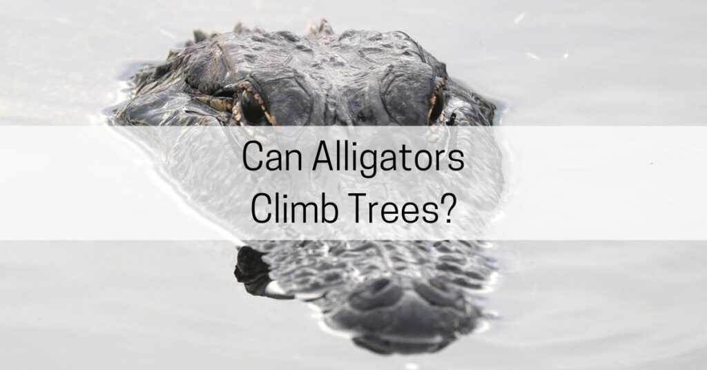 can alligators climb trees