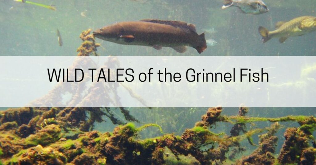 Grinnel fish bowfin