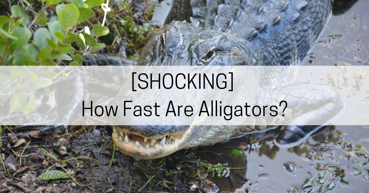 How Fast Are Alligators?