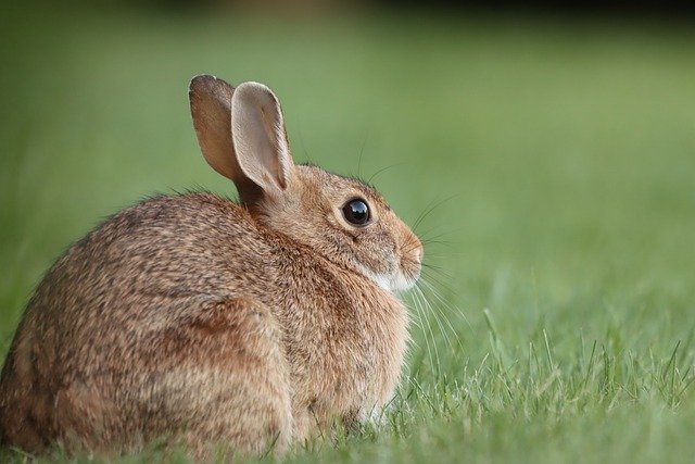 cottontail rabbit life expectancy