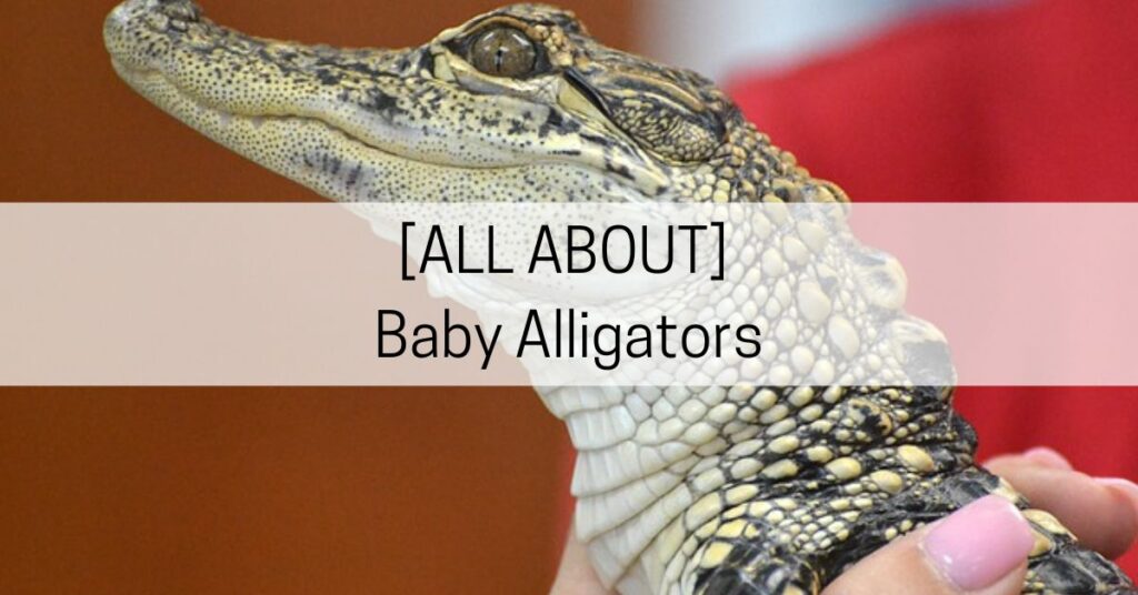 all about baby alligators