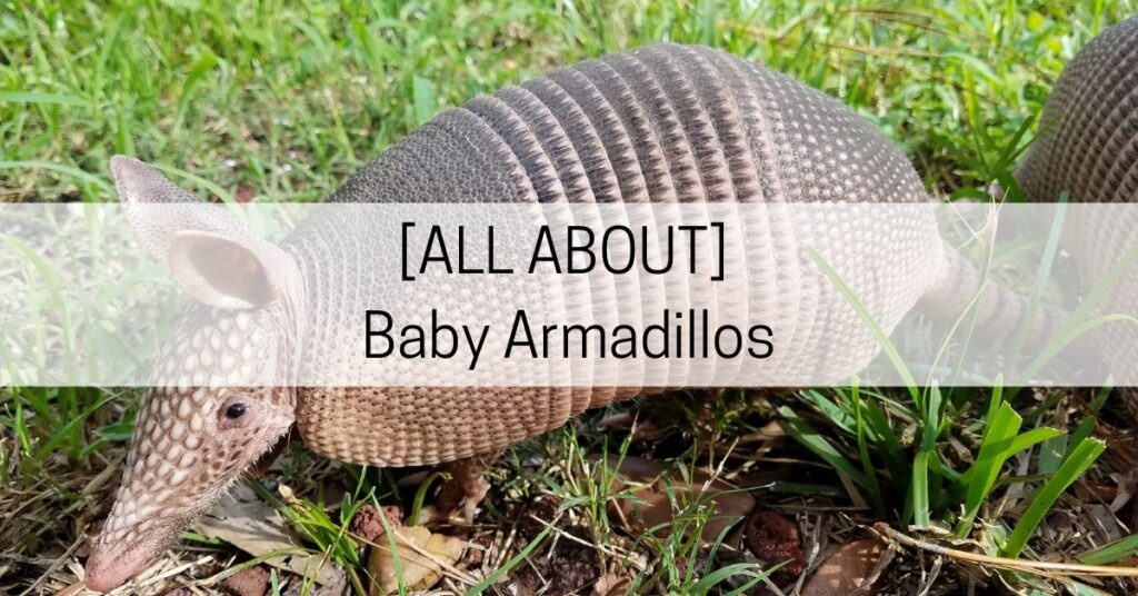 baby armadillo