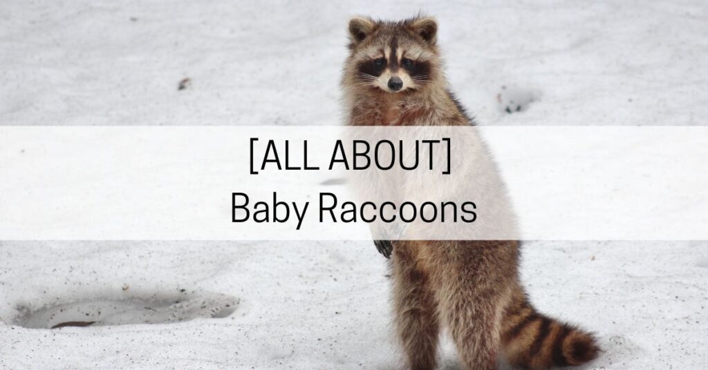 all about baby raccoons