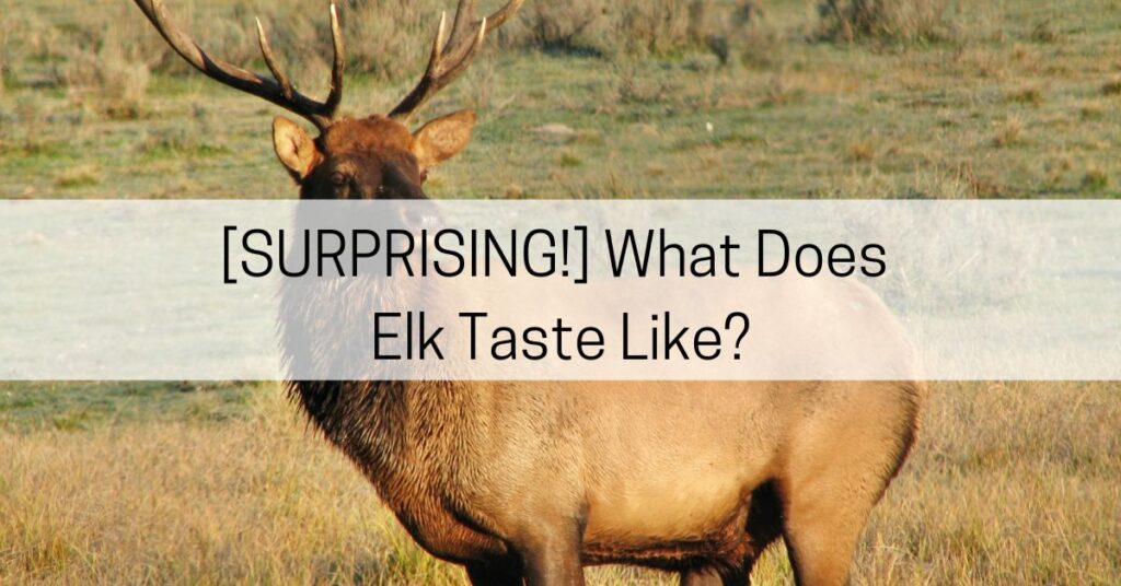 what does elk taste like